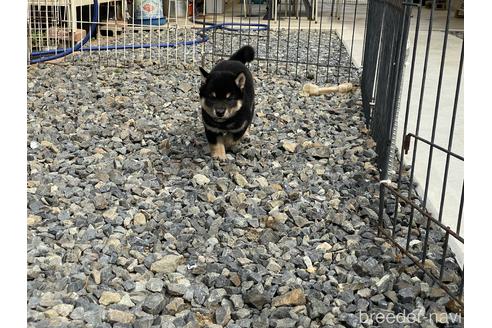 成約済の岡山県の柴犬-149762の3枚目