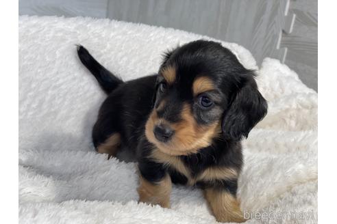 成約済の京都府のミニチュアダックスフンド(ロングヘアード)-154697の3枚目