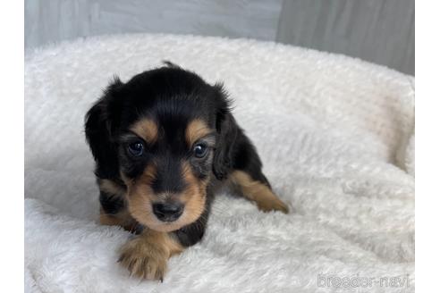 成約済の京都府のミニチュアダックスフンド(ロングヘアード)-154697の4枚目