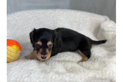 成約済の京都府のミニチュアダックスフンド(ロングヘアード)-154697の5枚目