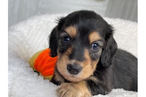 成約済の京都府のミニチュアダックスフンド(ロングヘアード)-154697の6枚目