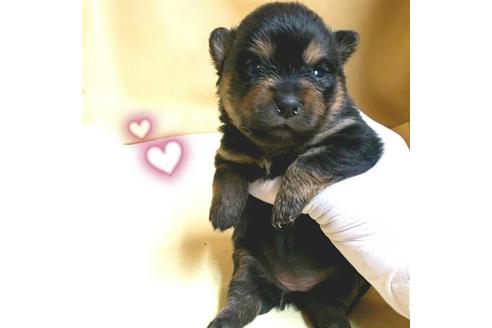 成約済の茨城県のミックス犬-154698の20枚目