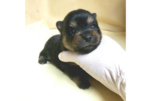 成約済の茨城県のミックス犬-154698の19枚目