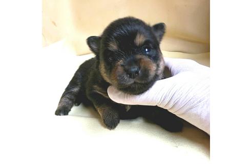 成約済の茨城県のミックス犬-154698の18枚目
