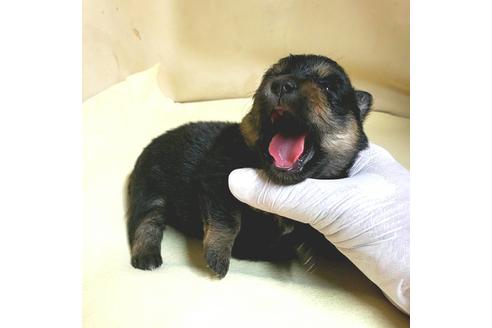 成約済の茨城県のミックス犬-154698の17枚目