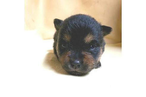 成約済の茨城県のミックス犬-154698の16枚目