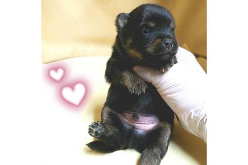 成約済の茨城県のミックス犬-154699の20枚目