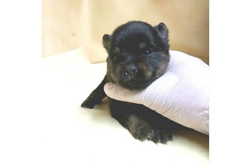 成約済の茨城県のミックス犬-154699の19枚目