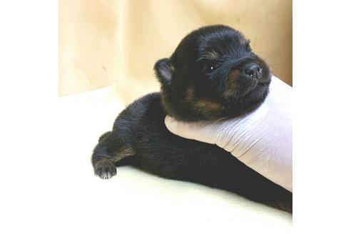 成約済の茨城県のミックス犬-154699の18枚目