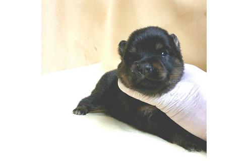 成約済の茨城県のミックス犬-154699の17枚目