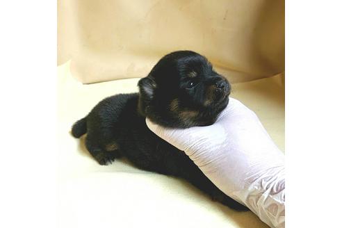 成約済の茨城県のミックス犬-154699の16枚目
