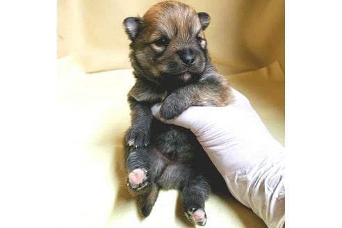 成約済の茨城県のミックス犬-154700の29枚目