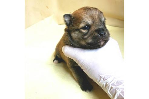 成約済の茨城県のミックス犬-154700の28枚目
