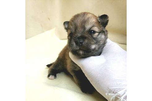 成約済の茨城県のミックス犬-154700の27枚目