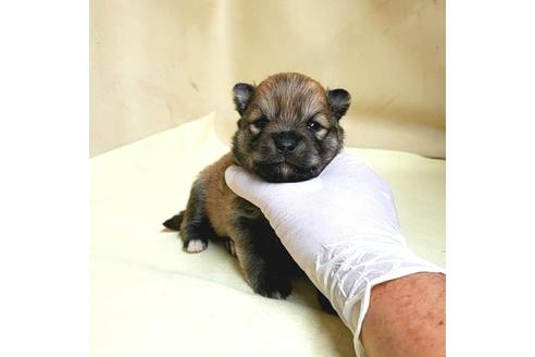 成約済の茨城県のミックス犬-154700の26枚目