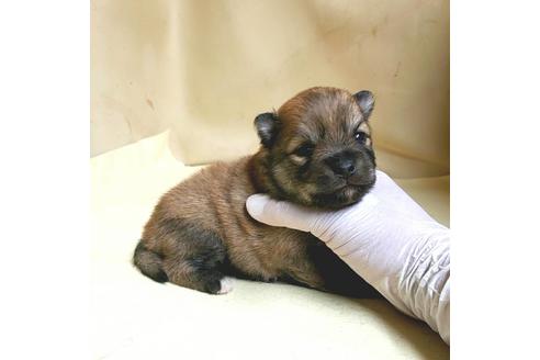 成約済の茨城県のミックス犬-154700の25枚目