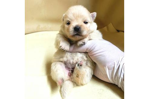 成約済の茨城県のミックス犬-154702の20枚目