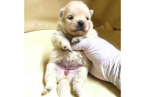 成約済の茨城県のミックス犬-154702の19枚目