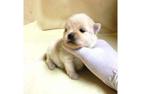 成約済の茨城県のミックス犬-154702の18枚目