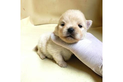 成約済の茨城県のミックス犬-154702の17枚目