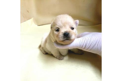 成約済の茨城県のミックス犬-154702の16枚目