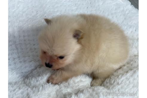 成約済の京都府のポメラニアン-154723の3枚目