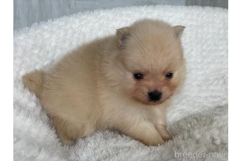 成約済の京都府のポメラニアン-154723の1枚目