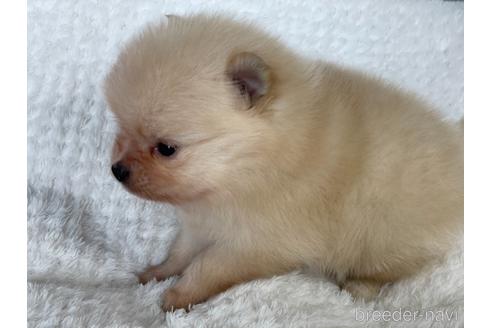 成約済の京都府のポメラニアン-154723の5枚目