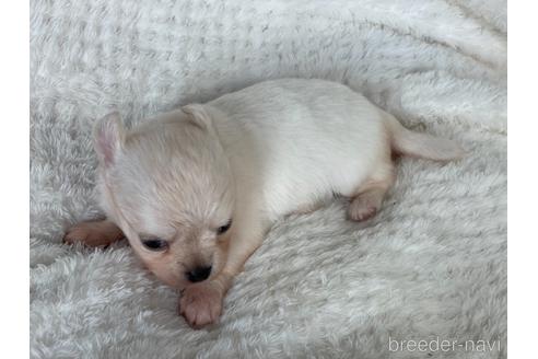 成約済の京都府のチワワ(ロングコート)-154724の2枚目