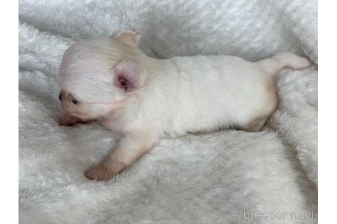 成約済の京都府のチワワ(ロングコート)-154724の3枚目