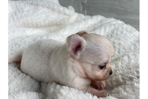 成約済の京都府のチワワ(ロングコート)-154724の4枚目