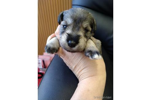 成約済の栃木県のミニチュアシュナウザー-154726の1枚目