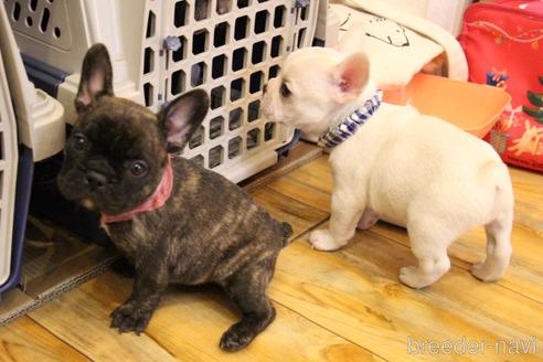 成約済の愛知県のフレンチブルドッグ-154756の31枚目