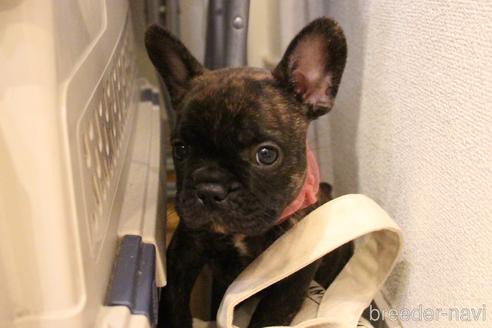 成約済の愛知県のフレンチブルドッグ-154756の30枚目