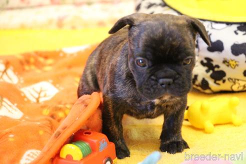 成約済の愛知県のフレンチブルドッグ-154756の29枚目