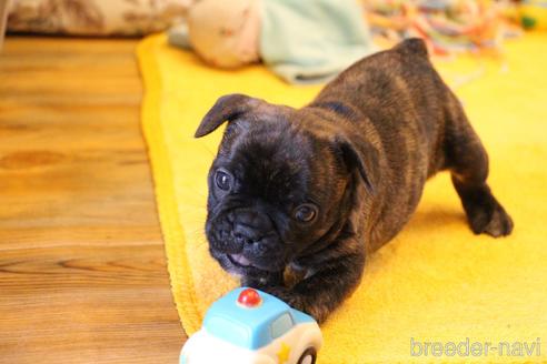 成約済の愛知県のフレンチブルドッグ-154756の28枚目