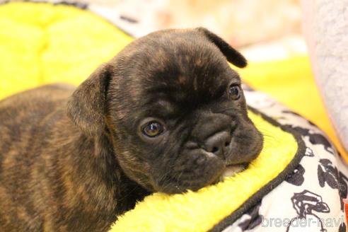 成約済の愛知県のフレンチブルドッグ-154756の26枚目