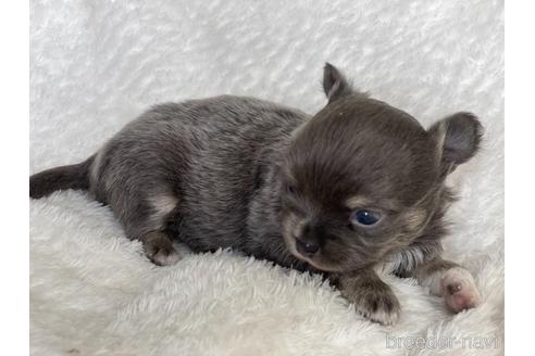 成約済の京都府のチワワ(ロングコート)-155439の5枚目