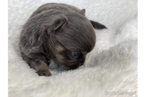 成約済の京都府のチワワ(ロングコート)-155439の2枚目