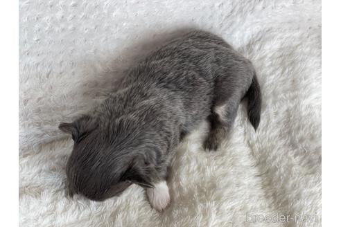 成約済の京都府のチワワ(ロングコート)-155439の3枚目