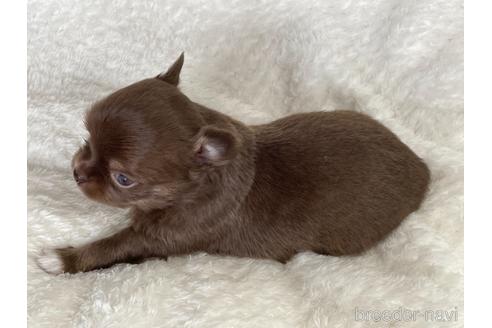 成約済の京都府のチワワ(ロングコート)-155437の3枚目