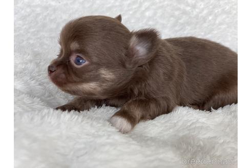 成約済の京都府のチワワ(ロングコート)-155437の4枚目