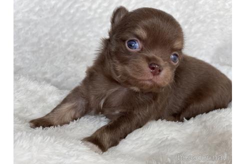 成約済の京都府のチワワ(ロングコート)-155437の5枚目