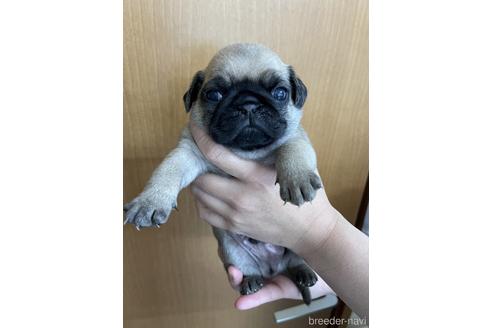 成約済の千葉県のパグ-153510