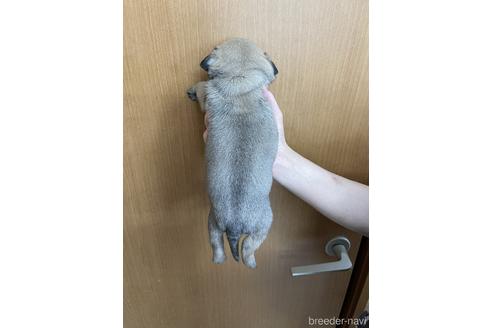 成約済の千葉県のパグ-153510の3枚目