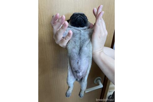 成約済の千葉県のパグ-153510の2枚目