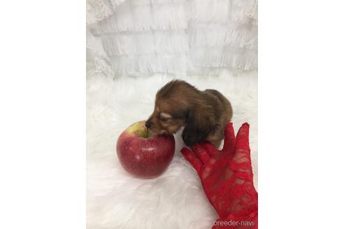 成約済の山梨県のカニンヘンダックスフンド(ロングヘアード)-151914の9枚目