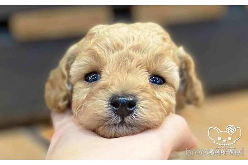 成約済の愛知県のタイニープードル-154791の7枚目