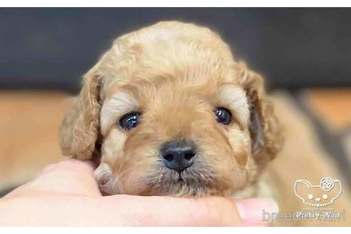 成約済の愛知県のタイニープードル-154792の6枚目