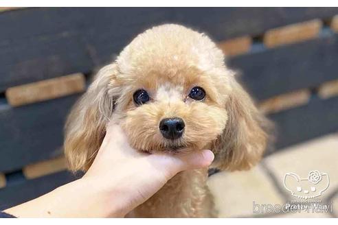 成約済の愛知県のタイニープードル-154792の5枚目